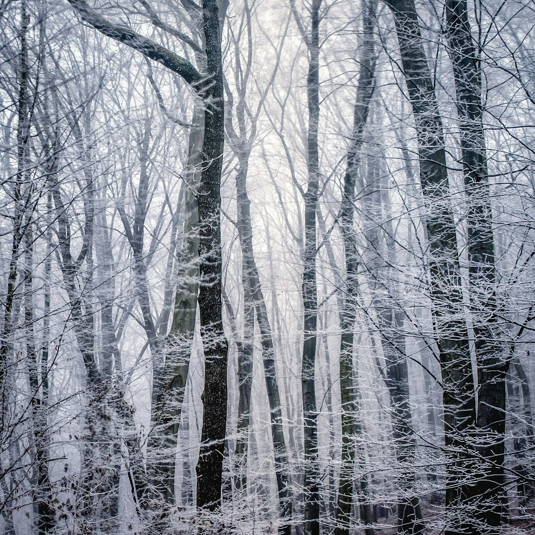 Misty forest with soft winter light through the trees