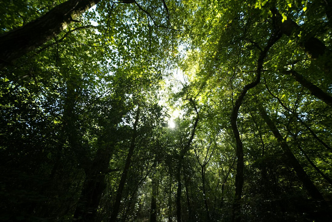Sunlight filtering through a green forest canopy