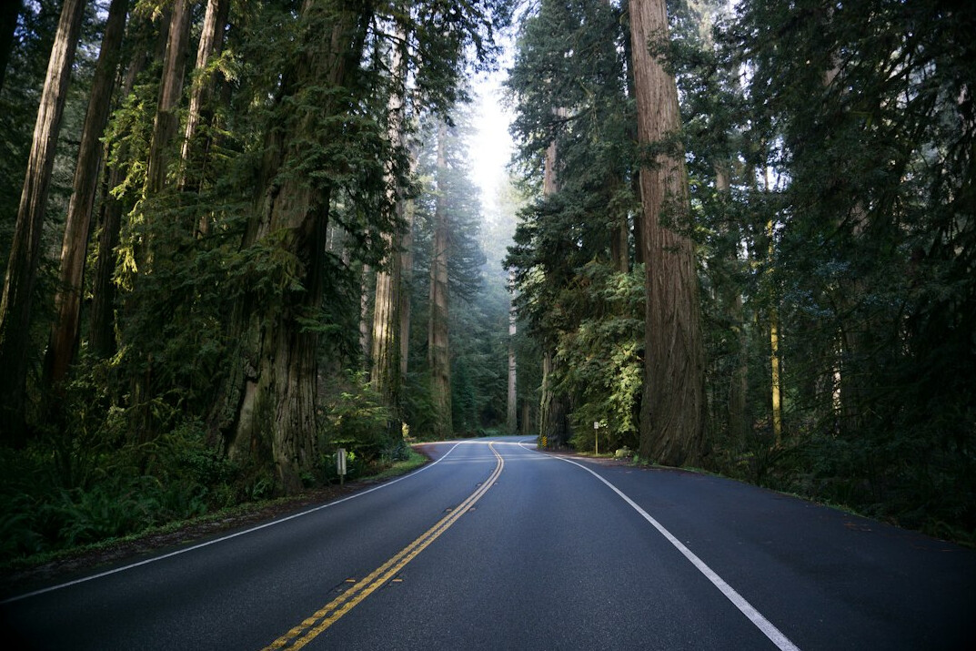 Quiet forest road lined with tall trees